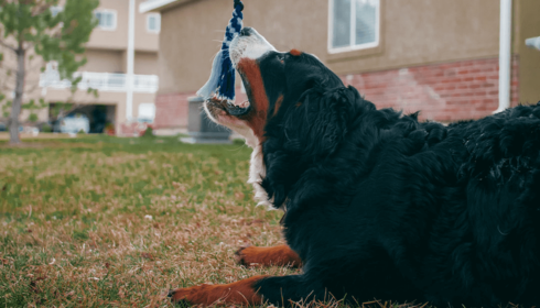 Impulse control dog training Phoenix
